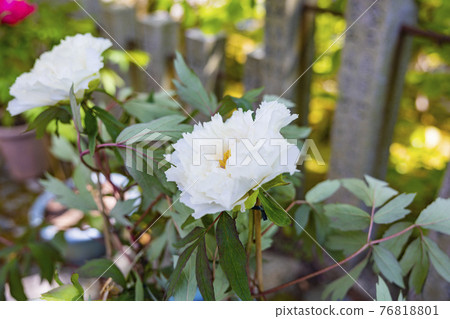盛開的大摩寺奧之院 76818801