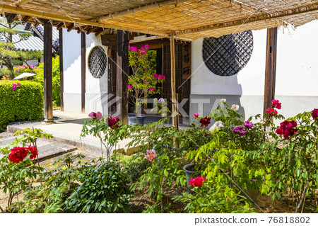 盛開的大摩寺奧之院 76818802