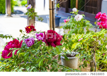 盛開的大摩寺奧之院 76818803