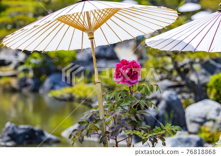 Taima-dera Okunoin in full bloom Taima-dera Okunoin in full bloom 76818868