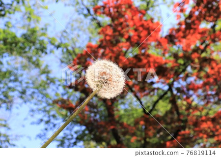 Dandelion's fluff 76819114