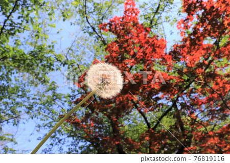 Dandelion's fluff 76819116