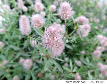 Triforium Bunnies 76819408