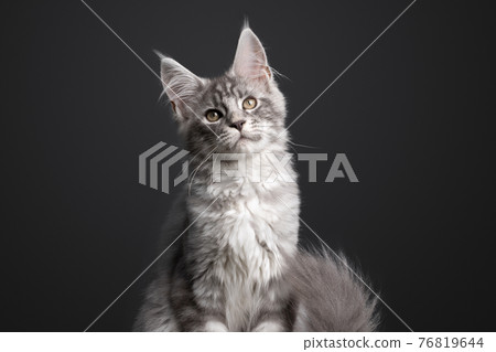 silver tabby maine coon kitten portrait on gray background with copy space silver tabby maine coon kitten portrait on gray background with copy space 76819644