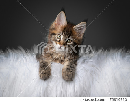 cute tabby maine coon kitten tilting head portrait with copy space cute tabby maine coon kitten tilting head portrait with copy space 76819710