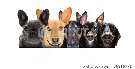 row of many dogs 76819771