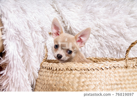 Light chihuahua puppy sitting In Wicker basket 76819897