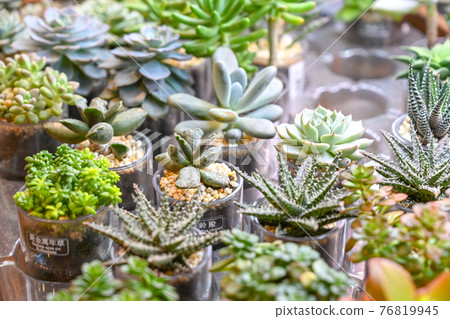 Cultural and creative succulents growing indoors 76819945