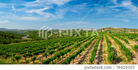 Wineyard with grape rows in Greece Wineyard with grape rows in Greece 76820107