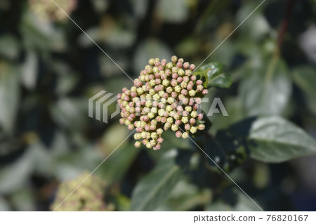 Laurustinus 76820167