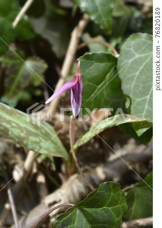 Dogs tooth violet Dogs tooth violet 76820189