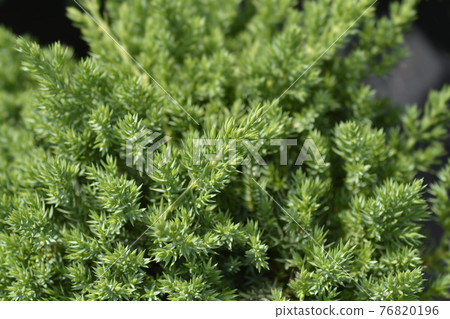 Dwarf Japanese garden juniper 76820196