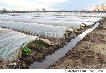 Open tunnel rows of potato bushes plantation and an irrigation canal filled with water. Growing early potatoes under protective cover plastic film. Greenhouse effect. Agroindustry and agriculture Open tunnel rows of potato bushes plantation and an irrigation canal filled with water. Growing early potatoes under protective cover plastic film. Greenhouse effect. Agroindustry and agriculture 76820291