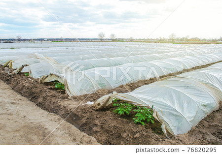 Greenhouse tunnel rows of a potato plantation covered with a plastic film. Protecting from frost. Farming technologies to reduce the risk of frostbite and weathering of crops, accelerate plant growth. 76820295