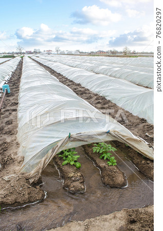 Water flows through canals into a greenhouse tunnel with a plantation of potato bushes. Growing crops in early spring using greenhouses. Agriculture industry. Farming irrigation system. Water flows through canals into a greenhouse tunnel with a plantation of potato bushes. Growing crops in early spring using greenhouses. Agriculture industry. Farming irrigation system. 76820297