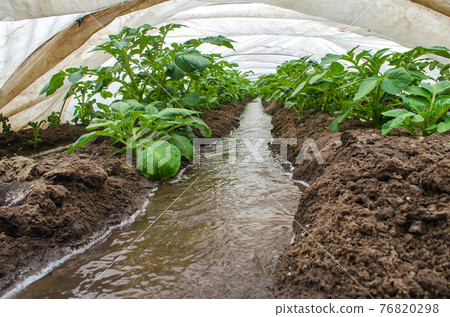 Water flows through canals into a greenhouse tunnel with a plantation of potato bushes. Agriculture industry. Farming irrigation system. Growing crops in early spring using greenhouses. 76820298