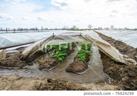 Water flows through canals into a greenhouse tunnel with a plantation of potato bushes. Farming irrigation system. Growing crops in early spring using greenhouses. Agriculture industry Water flows through canals into a greenhouse tunnel with a plantation of potato bushes. Farming irrigation system. Growing crops in early spring using greenhouses. Agriculture industry 76820299