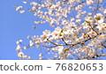 early morning cherry blossoms 76820653