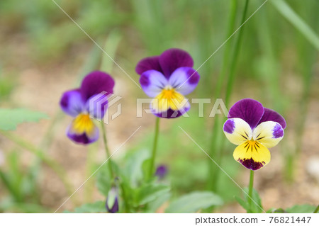 Three colors violet 76821447