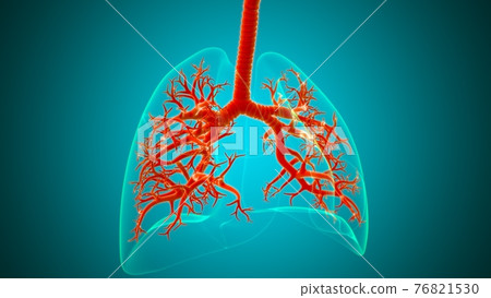 Lungs Human Respiratory System Anatomy For Medical Concept 3D Lungs Human Respiratory System Anatomy For Medical Concept 3D 76821530
