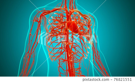 Human Heart With Circulatory System Anatomy For Medical Concept 3D Human Heart With Circulatory System Anatomy For Medical Concept 3D 76821551