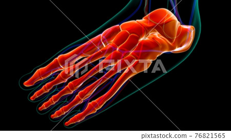 Human Skeleton Foot bones Anatomy For Medical Concept 76821565