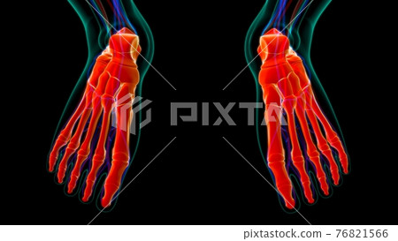 Human Skeleton Foot bones Anatomy For Medical Concept Human Skeleton Foot bones Anatomy For Medical Concept 76821566