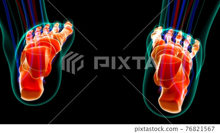 Human Skeleton Foot bones Anatomy For Medical Concept Human Skeleton Foot bones Anatomy For Medical Concept 76821567