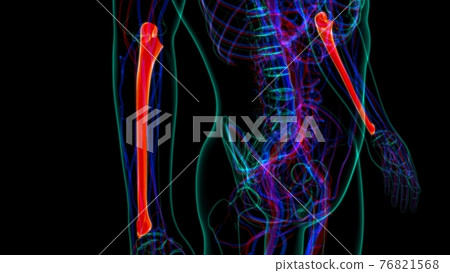 Human skeleton anatomy Ulna Bone 3D Rendering 76821568