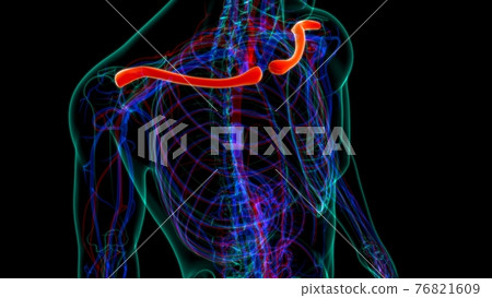 Human skeleton anatomy Clavicle Bones 3D Rendering 76821609
