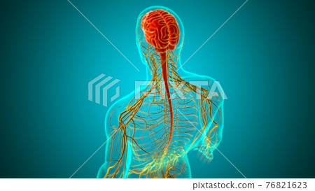Human Brain Anatomy For Medical Concept 3D Human Brain Anatomy For Medical Concept 3D 76821623