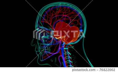 Human Skeleton Skull Temporal Bone Anatomy For Medical Concept 76822002
