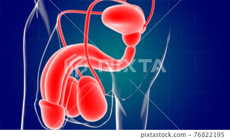 Male Reproductive System Anatomy For Medical Concept 3D Rendering Male Reproductive System Anatomy For Medical Concept 3D Rendering 76822195