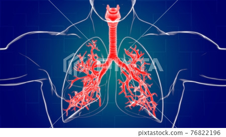 Lungs Human Respiratory System Anatomy For Medical Concept 3D Rendering Lungs Human Respiratory System Anatomy For Medical Concept 3D Rendering 76822196