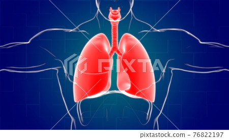 Lungs Human Respiratory System Anatomy For Medical Concept 3D Rendering Lungs Human Respiratory System Anatomy For Medical Concept 3D Rendering 76822197