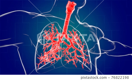 Lungs Human Respiratory System Anatomy For Medical Concept 3D Rendering Lungs Human Respiratory System Anatomy For Medical Concept 3D Rendering 76822198