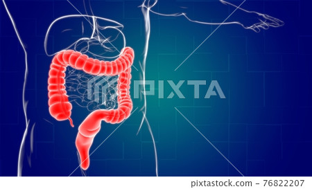 Large Intestine 3D Illustration Human Digestive System Anatomy 76822207