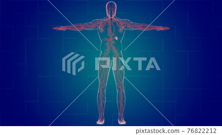 Human Lymph Nodes Anatomy For Medical Concept 3D Rendering Human Lymph Nodes Anatomy For Medical Concept 3D Rendering 76822212