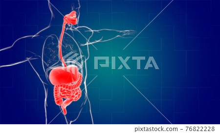 Human Digestive System Anatomy For Medical Concept 3D Rendering 76822228