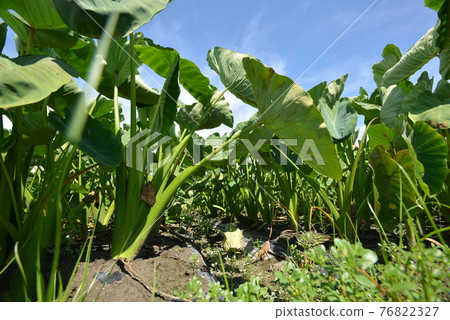 Long field _ Yawata potato _ field Long field _ Yawata potato _ field 76822327