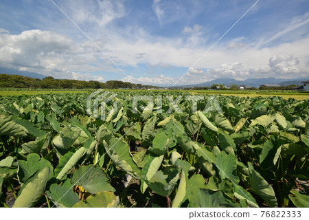 Long field _ Yawata potato _ field Long field _ Yawata potato _ field 76822333