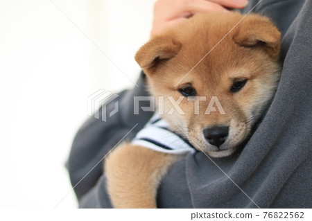 Healing time with a puppy Healing time with a puppy 76822562