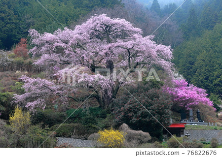 一棵樹形優美的櫻花樹(長野縣中川村西丸尾小池櫻花) 一棵樹形優美的櫻花樹(長野縣中川村西丸尾小池櫻花) 76822676