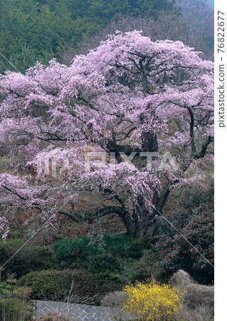 一棵樹形優美的櫻花樹(長野縣中川村西丸尾小池櫻花) 一棵樹形優美的櫻花樹(長野縣中川村西丸尾小池櫻花) 76822677