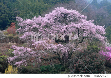 一棵樹形優美的櫻花樹(長野縣中川村西丸尾垂枝櫻) 一棵樹形優美的櫻花樹(長野縣中川村西丸尾垂枝櫻) 76822678