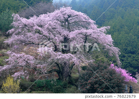 一棵樹形優美的櫻花樹(長野縣中川村西丸尾垂枝櫻) 一棵樹形優美的櫻花樹(長野縣中川村西丸尾垂枝櫻) 76822679