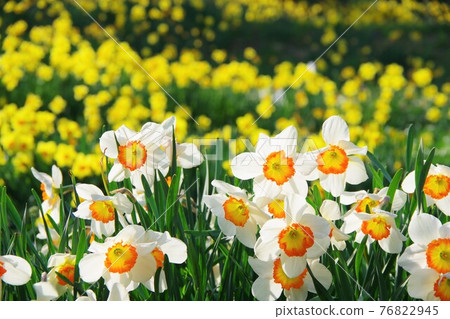 Blooming daffodils 76822945