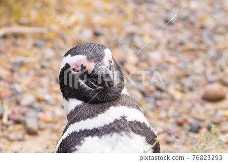 Magellanic penguin close up. Punta Tombo penguin colony, Patagonia 76823293