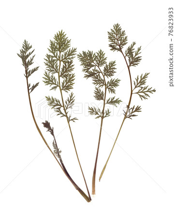 Composition of a carrot tops. Pressed and dried herbs. Scanned image. Vintage herbarium. Isolated on white. 76823933
