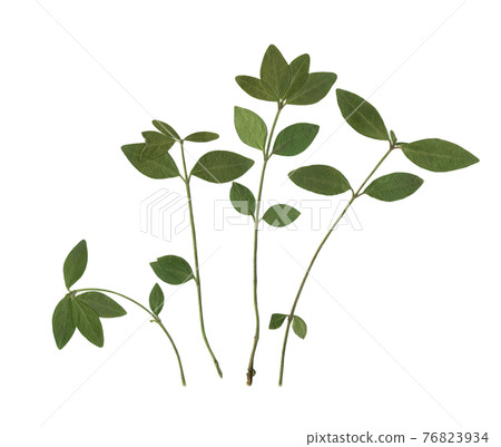 Leaves of cherry wood. Herbarium. Dried herbs. Composition of the leaves on a white background. 76823934